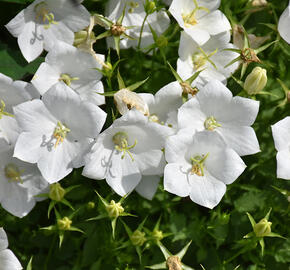 Zvonek karpatský 'Pristar White' - Campanula carpatica 'Pristar White'