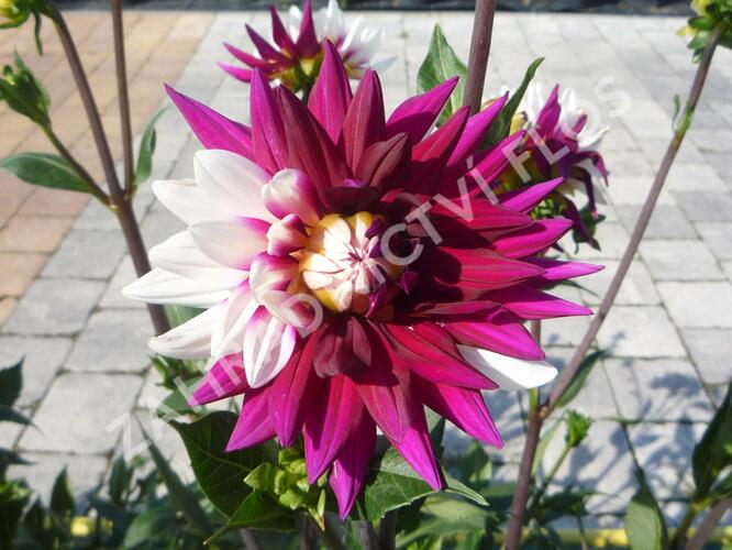 Jiřina 'Decorative Rebecca's World' - Dahlia 'Decorative Rebecca's World'