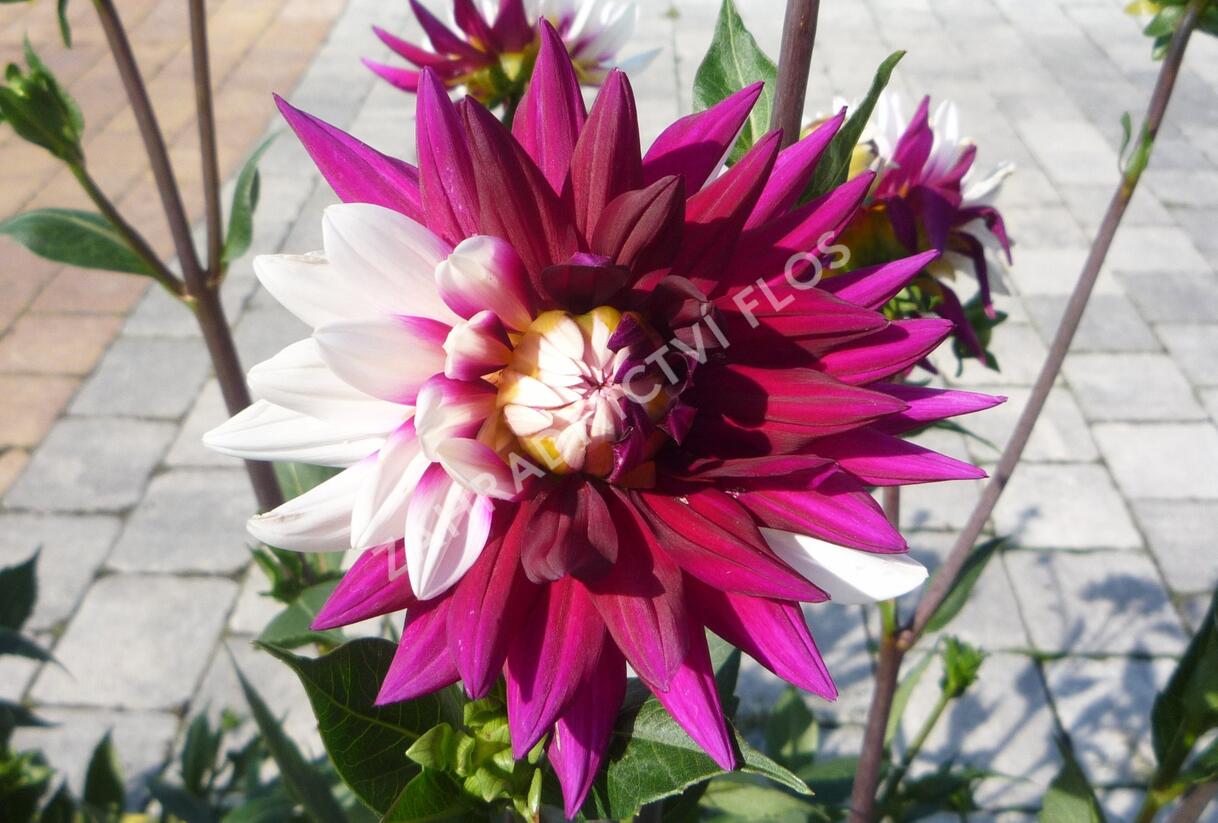Jiřina 'Decorative Rebecca's World' - Dahlia 'Decorative Rebecca's World'