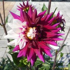 Jiřina 'Decorative Rebecca's World' - Dahlia 'Decorative Rebecca's World'