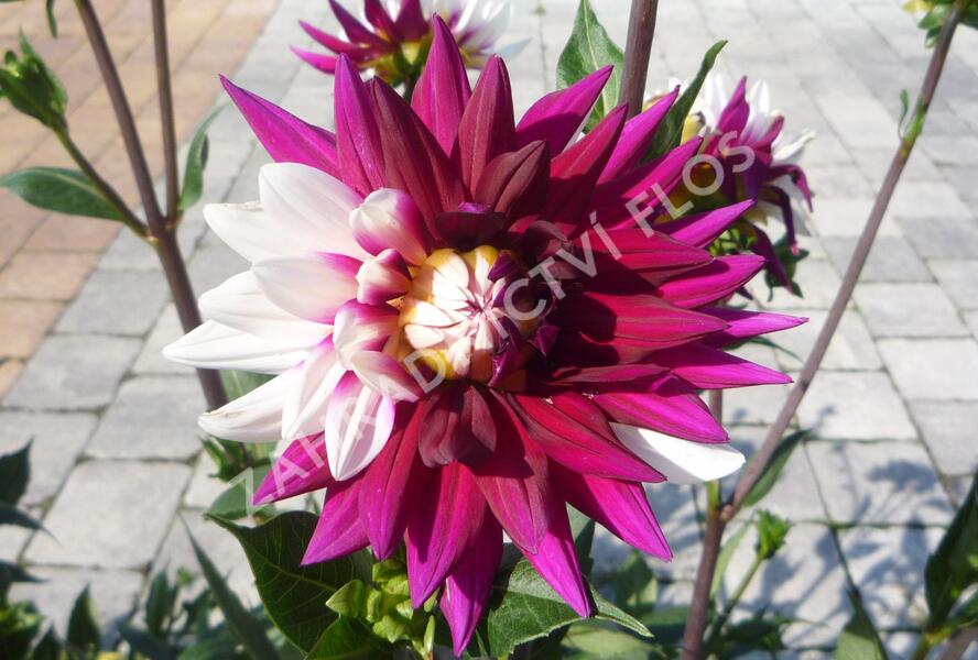 Jiřina 'Decorative Rebecca's World' - Dahlia 'Decorative Rebecca's World'