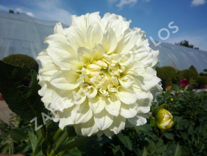 Jiřina 'Decorative Olesna White' - Dahlia 'Decorative Olesna White'