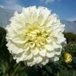 Jiřina 'Decorative Olesna White' - Dahlia 'Decorative Olesna White'