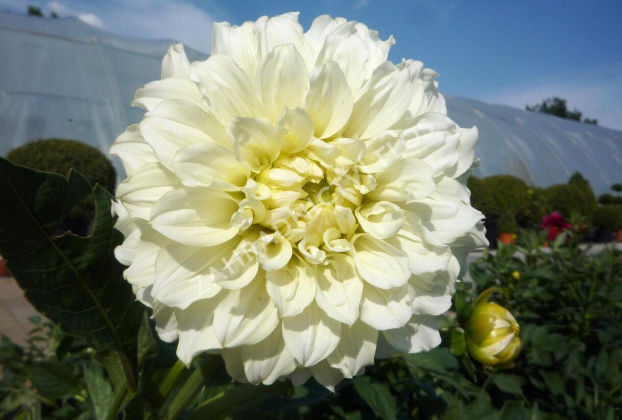Jiřina 'Decorative Olesna White' - Dahlia 'Decorative Olesna White'