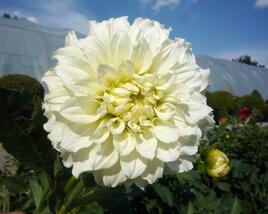 Jiřina 'Decorative Olesna White'