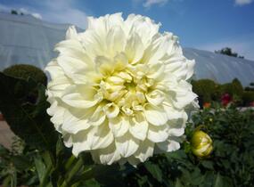Jiřina 'Decorative Olesna White' - Dahlia 'Decorative Olesna White'