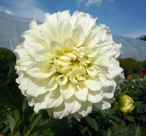 Jiřina 'Decorative Olesna White' - Dahlia 'Decorative Olesna White'