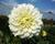 Jiřina 'Decorative Olesna White'