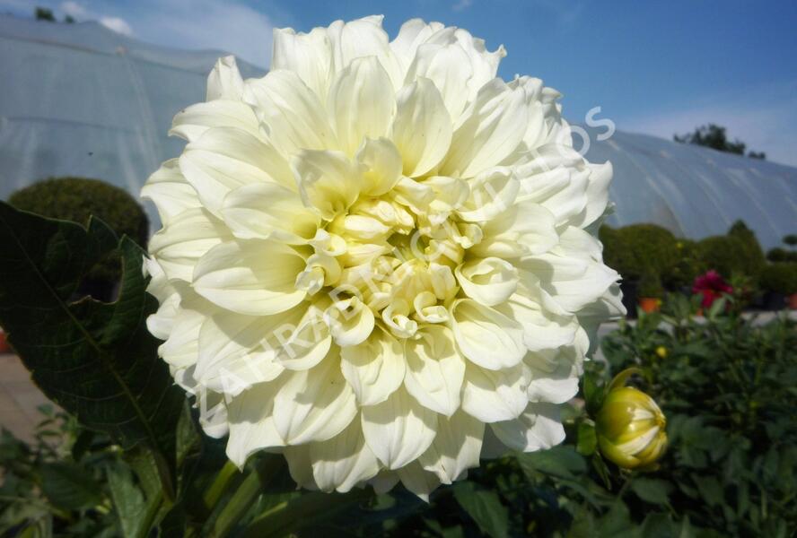 Jiřina 'Decorative Olesna White' - Dahlia 'Decorative Olesna White'