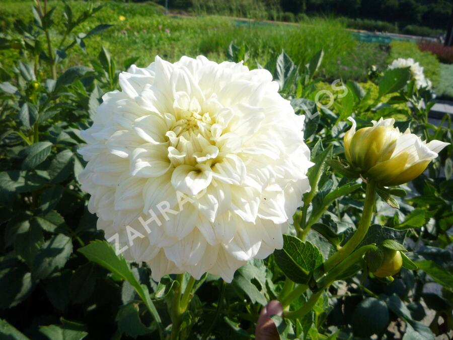 Jiřina 'Decorative Olesna White' - Dahlia 'Decorative Olesna White'