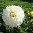 Jiřina 'Decorative Olesna White' - Dahlia 'Decorative Olesna White'