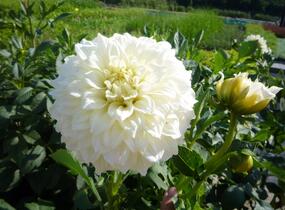 Jiřina 'Decorative Olesna White' - Dahlia 'Decorative Olesna White'