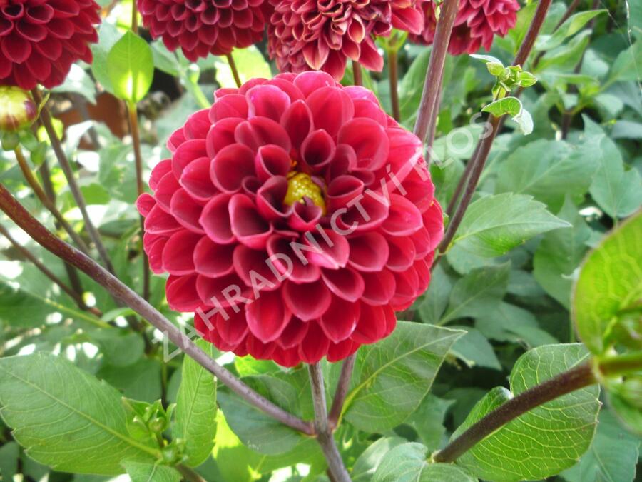 Jiřina 'Pompon Wine' - Dahlia 'Pompon Wine'
