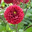 Jiřina 'Pompon Wine' - Dahlia 'Pompon Wine'