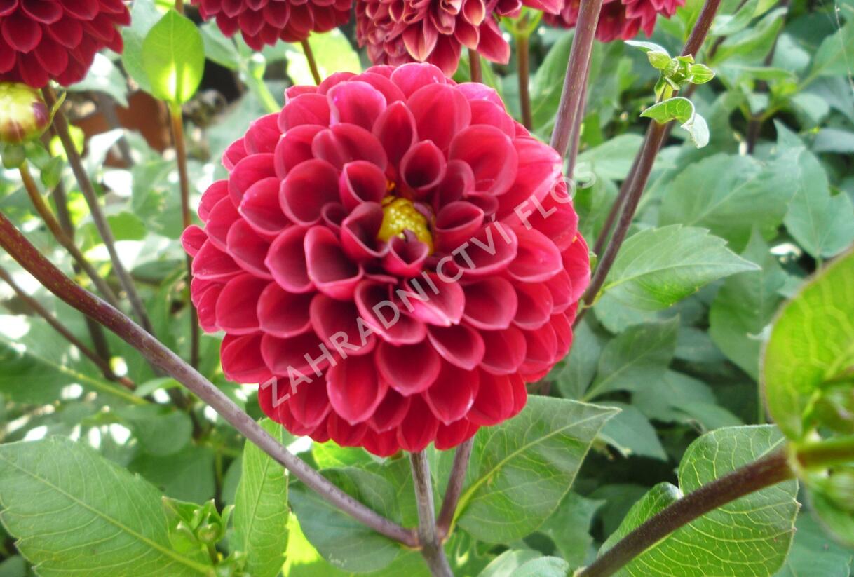 Jiřina 'Pompon Wine' - Dahlia 'Pompon Wine'