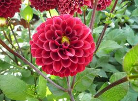 Jiřina 'Pompon Wine' - Dahlia 'Pompon Wine'
