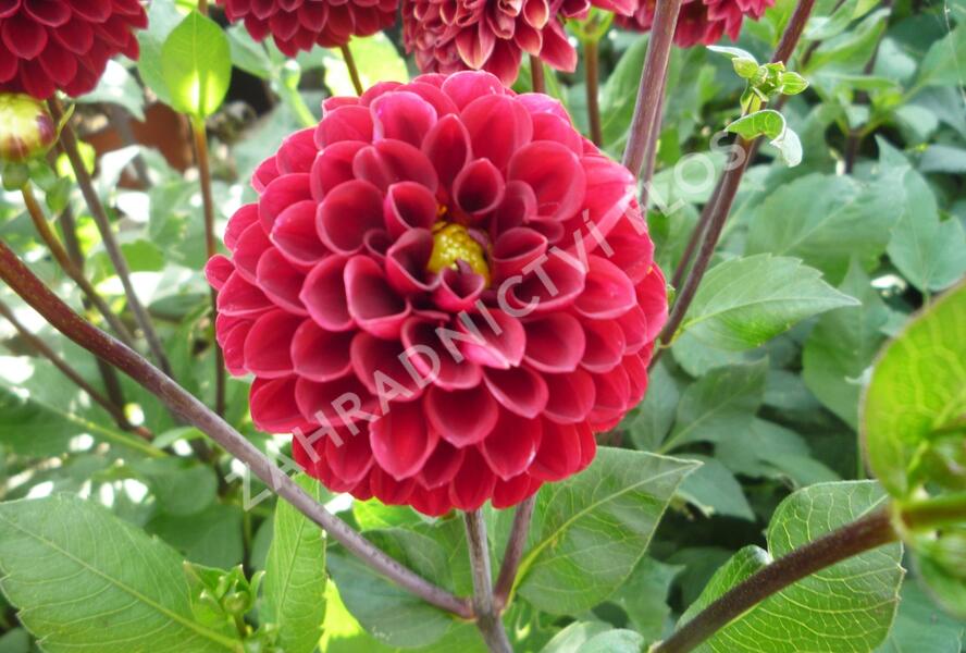 Jiřina 'Pompon Wine' - Dahlia 'Pompon Wine'