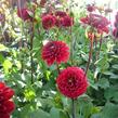 Jiřina 'Pompon Wine' - Dahlia 'Pompon Wine'