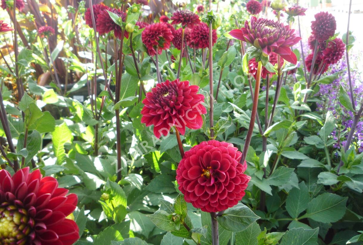Jiřina 'Pompon Wine' - Dahlia 'Pompon Wine'