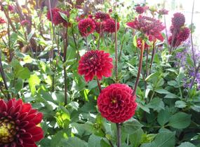 Jiřina 'Pompon Wine' - Dahlia 'Pompon Wine'
