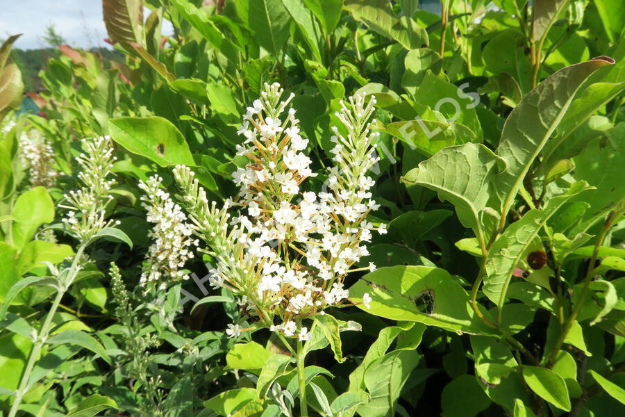 Motýlí keř, Komule Davidova 'White Ball' - Buddleja davidii 'White Ball'