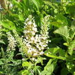 Motýlí keř, Komule Davidova 'White Ball' - Buddleja davidii 'White Ball'