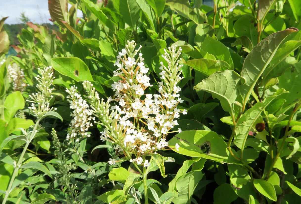 Motýlí keř, Komule Davidova 'White Ball' - Buddleja davidii 'White Ball'