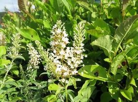 Motýlí keř, Komule Davidova 'White Ball' - Buddleja davidii 'White Ball'