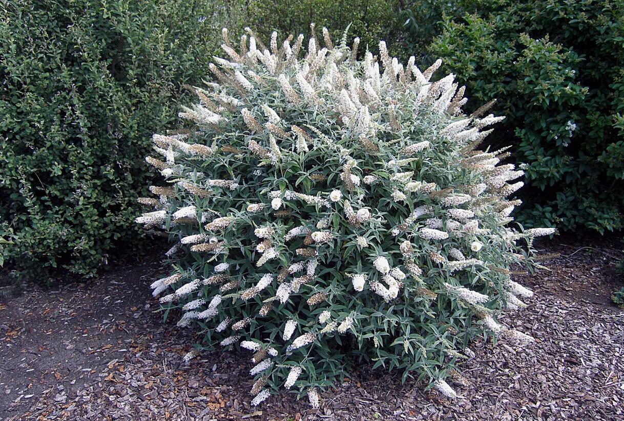 Motýlí keř, Komule Davidova 'White Ball' - Buddleja davidii 'White Ball'