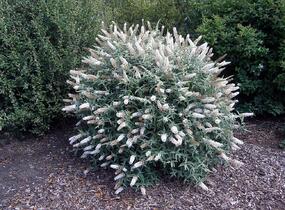 Motýlí keř, Komule Davidova 'White Ball' - Buddleja davidii 'White Ball'