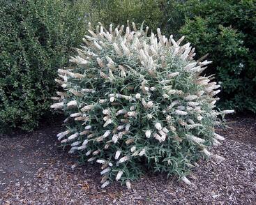 Motýlí keř, Komule Davidova 'White Ball'