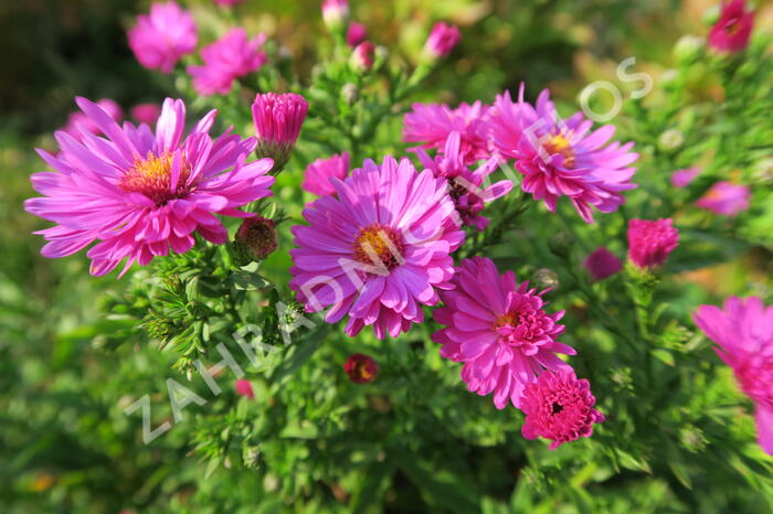 Hvězdnice keříčkovitá 'Jenny' - Aster dumosus 'Jenny'