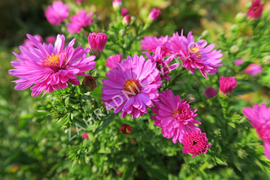 Hvězdnice keříčkovitá 'Jenny' - Aster dumosus 'Jenny'