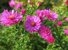 Hvězdnice keříčkovitá 'Jenny' - Aster dumosus 'Jenny'