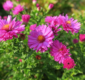 Hvězdnice keříčkovitá 'Jenny' - Aster dumosus 'Jenny'