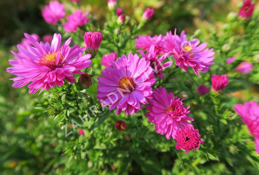 Hvězdnice keříčkovitá 'Jenny' - Aster dumosus 'Jenny'