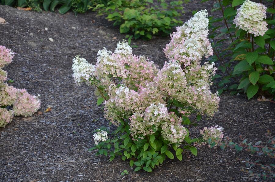 Hortenzie latnatá 'Diamantino' - Hydrangea paniculata 'Diamantino'