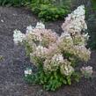 Hortenzie latnatá 'Diamantino' - Hydrangea paniculata 'Diamantino'