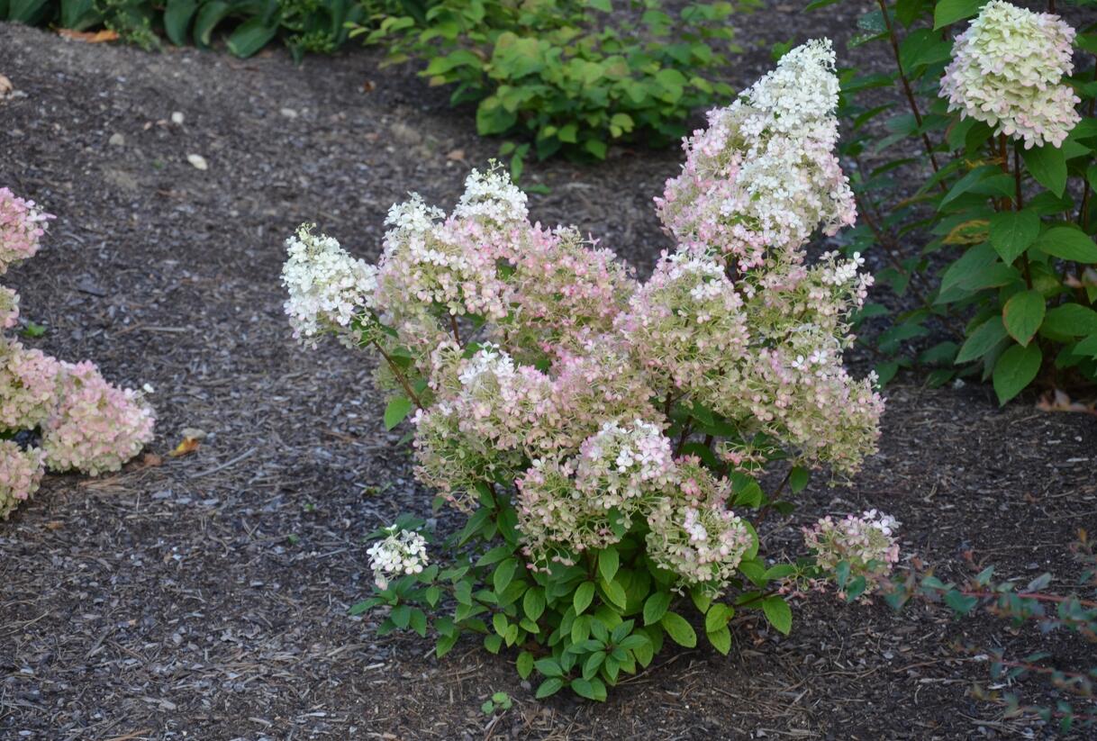 Hortenzie latnatá 'Diamantino' - Hydrangea paniculata 'Diamantino'