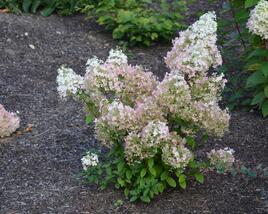 Hortenzie latnatá 'Diamantino'
