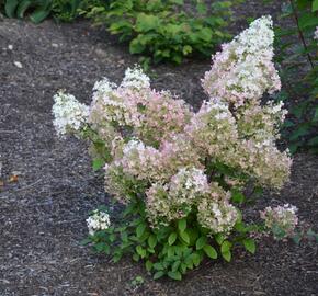 Hortenzie latnatá 'Diamantino' - Hydrangea paniculata 'Diamantino'
