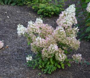 Hortenzie latnatá 'Diamantino' - Hydrangea paniculata 'Diamantino'