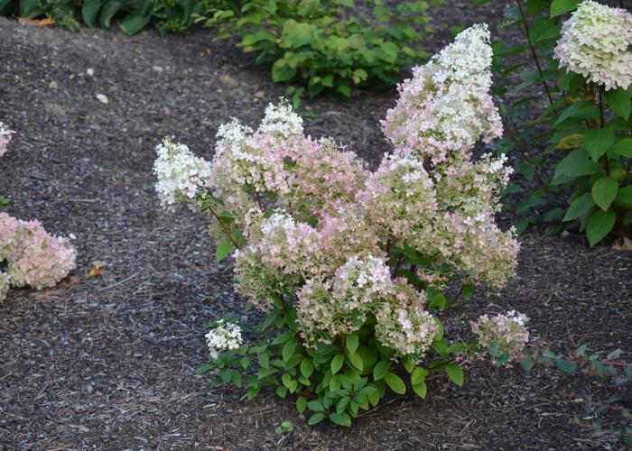 Hortenzie latnatá 'Diamantino' - Hydrangea paniculata 'Diamantino'