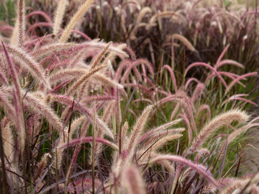 Dochan setý 'Rubrum' - Pennisetum setaceum 'Rubrum'