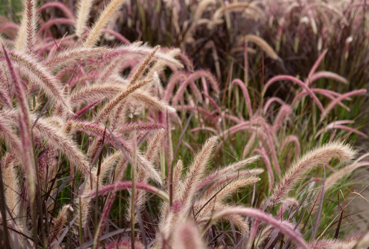 Dochan setý 'Rubrum' - Pennisetum setaceum 'Rubrum'