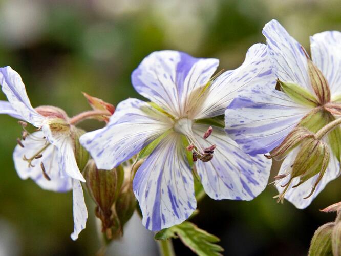 Kakost luční 'Striatum' - Geranium pratense 'Striatum'