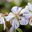 Kakost luční 'Striatum' - Geranium pratense 'Striatum'