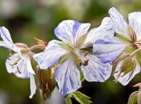 Kakost luční 'Striatum' - Geranium pratense 'Striatum'