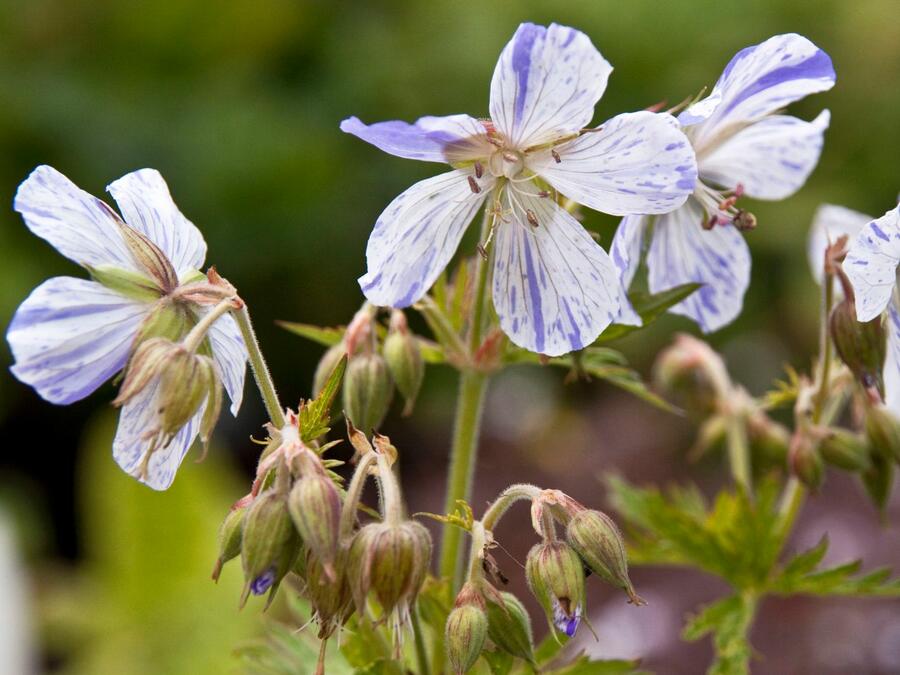 Kakost luční 'Striatum' - Geranium pratense 'Striatum'
