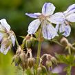 Kakost luční 'Striatum' - Geranium pratense 'Striatum'